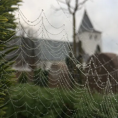 smukt spindelvæv med morgendug foran Aal kirke